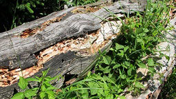 Es gibt wieder Altholz an der Isar - wertvoller Lebensraum